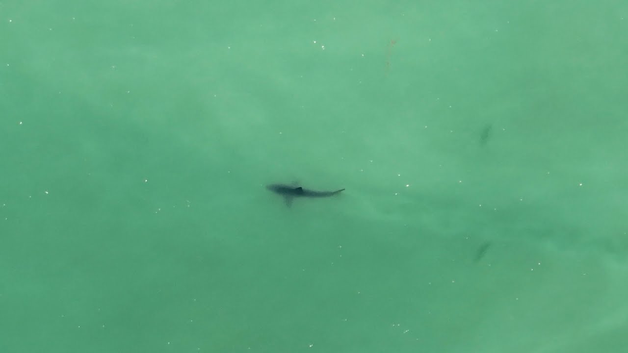 4 SHARKS Spotted in Santa Cruz CA 05/24/2022 11am (RAW DRONE FOOTAGE)