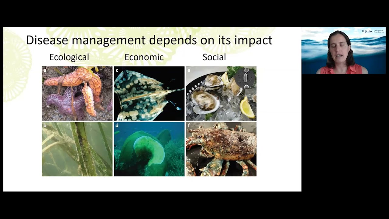 Lobsters in a Pinch: Impacts of Warming Oceans on Epizootic Shell Disease