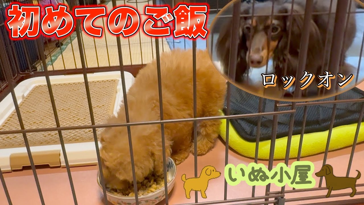 お迎えして初めてのご飯！背後に迫るむぎにも気にせず完食！！【ダックス】【トイプードル】