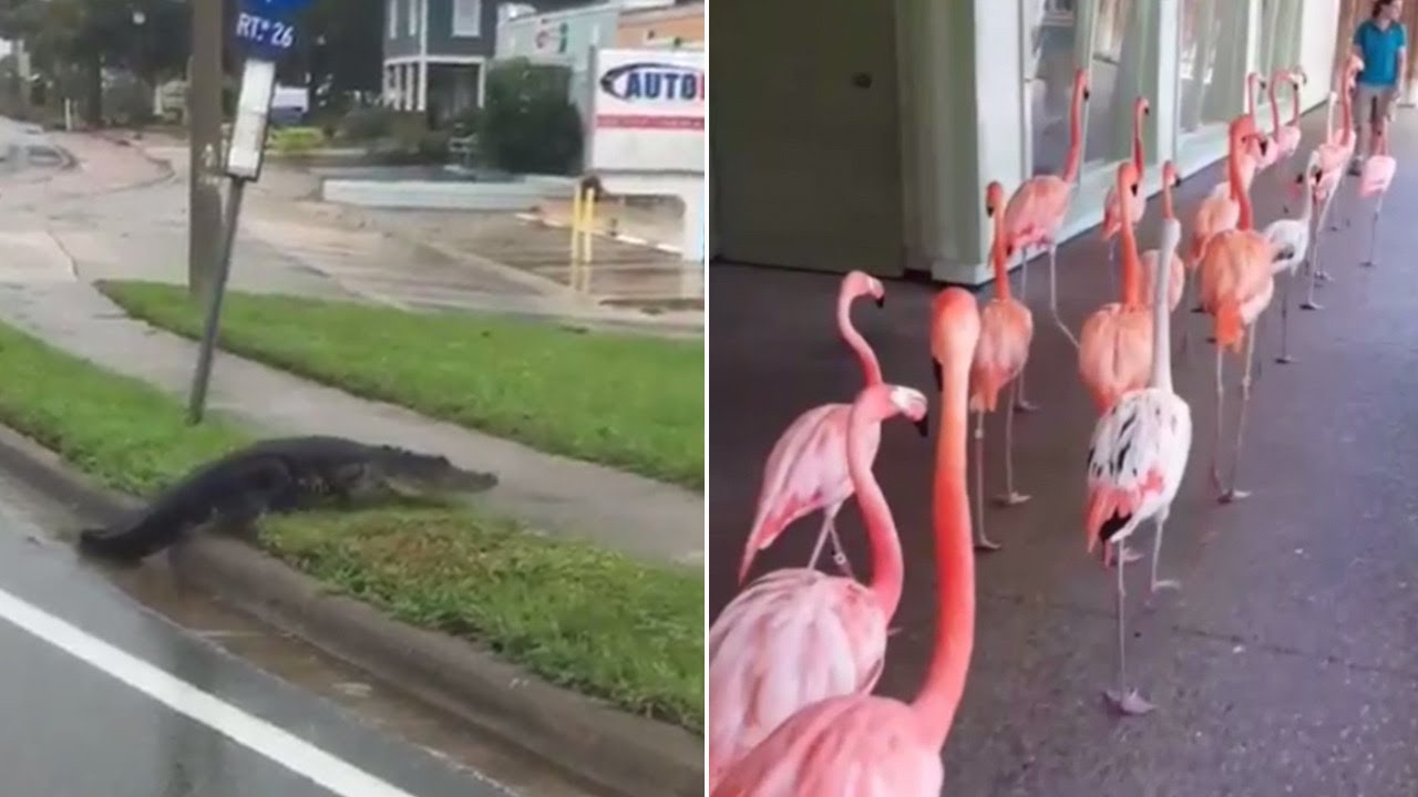 Alligators, Flamingos and Manatees Seek Shelter During Hurricane Irma