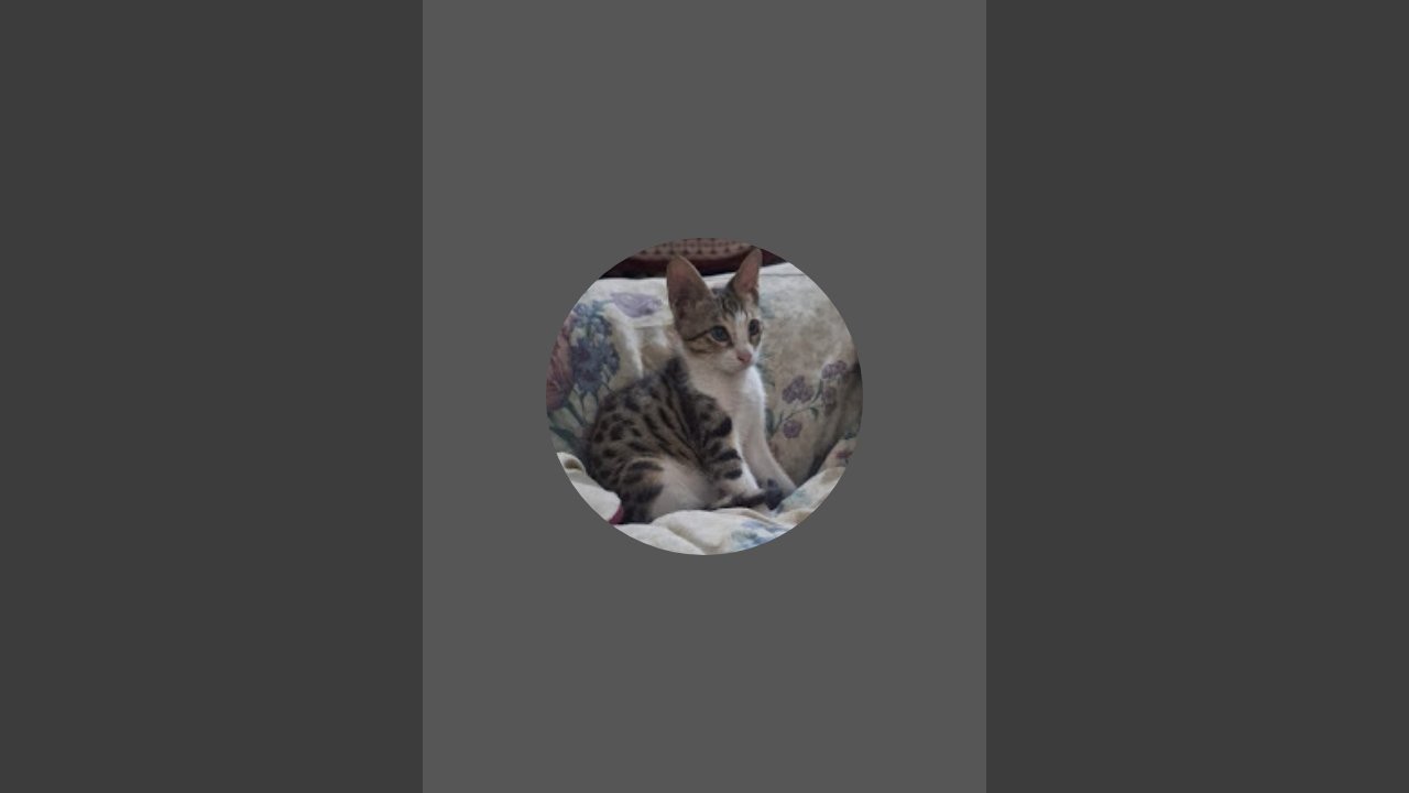 Cat lover's 😺 is live