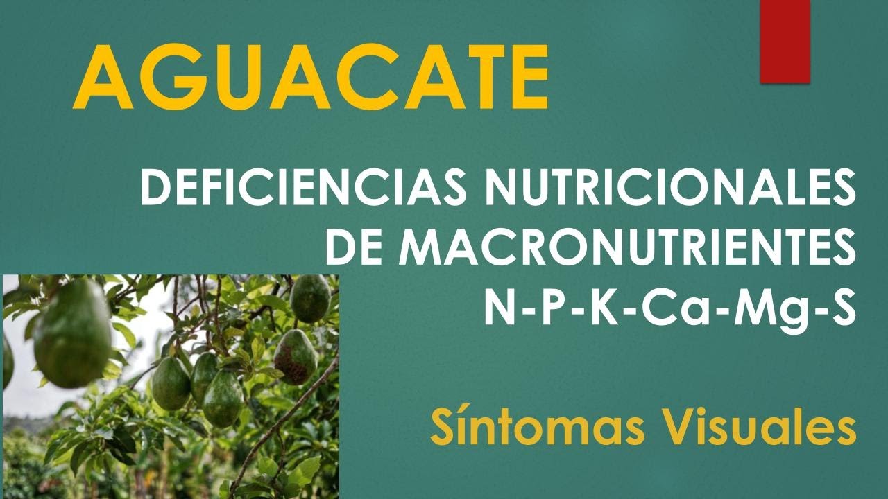 Aguacate -Identificación de deficiencias por macronutrientes N-P-K-Mg-Ca-S