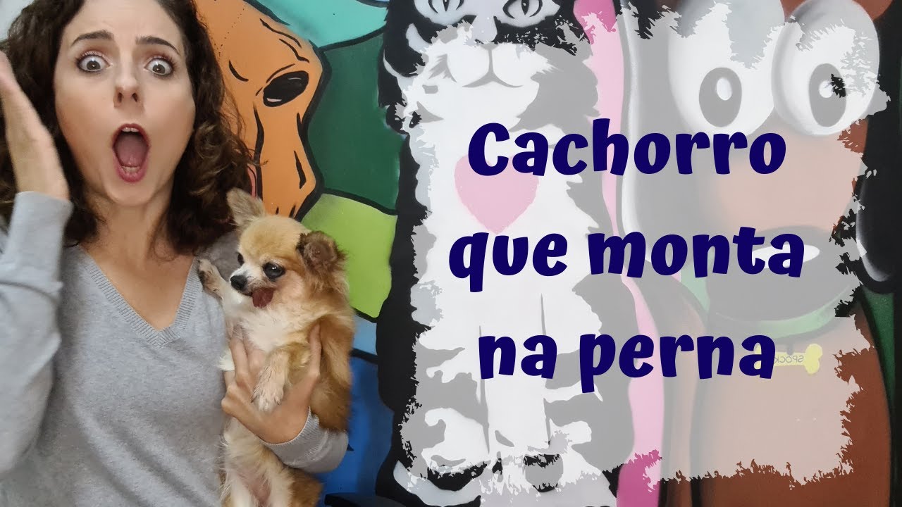 Como resolver CACHORRO QUE MONTA NA PERNA OU EM OUTROS CÃES