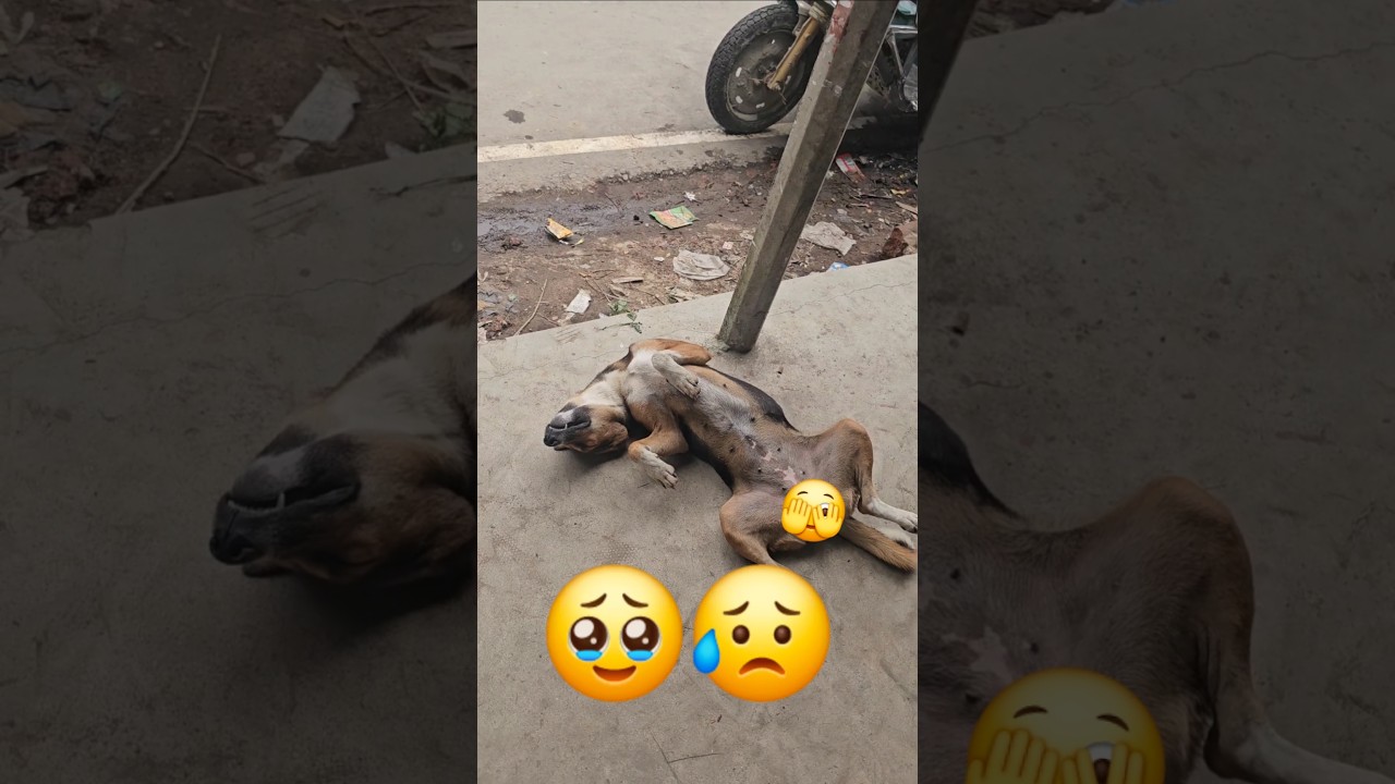 What happened to the dog? 