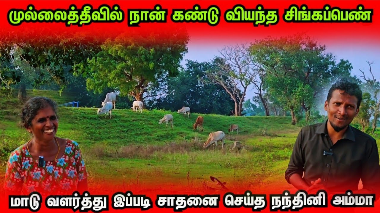முல்லைத்தீவில் நான் கண்டு வியந்த சிங்கப்பெண்👍மாடு வளர்த்து இப்படி சாதனை செய்த நந்தினி அம்மா👍