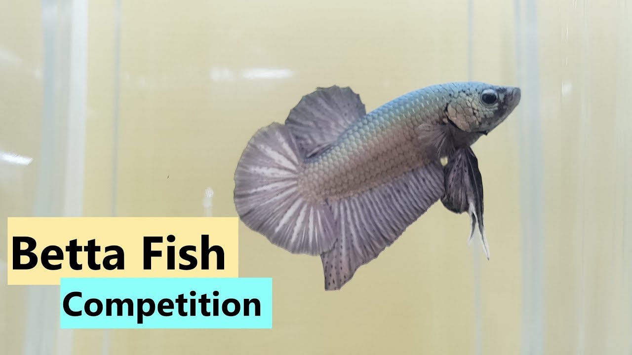 Betta Fish Competition - Singapore 2019