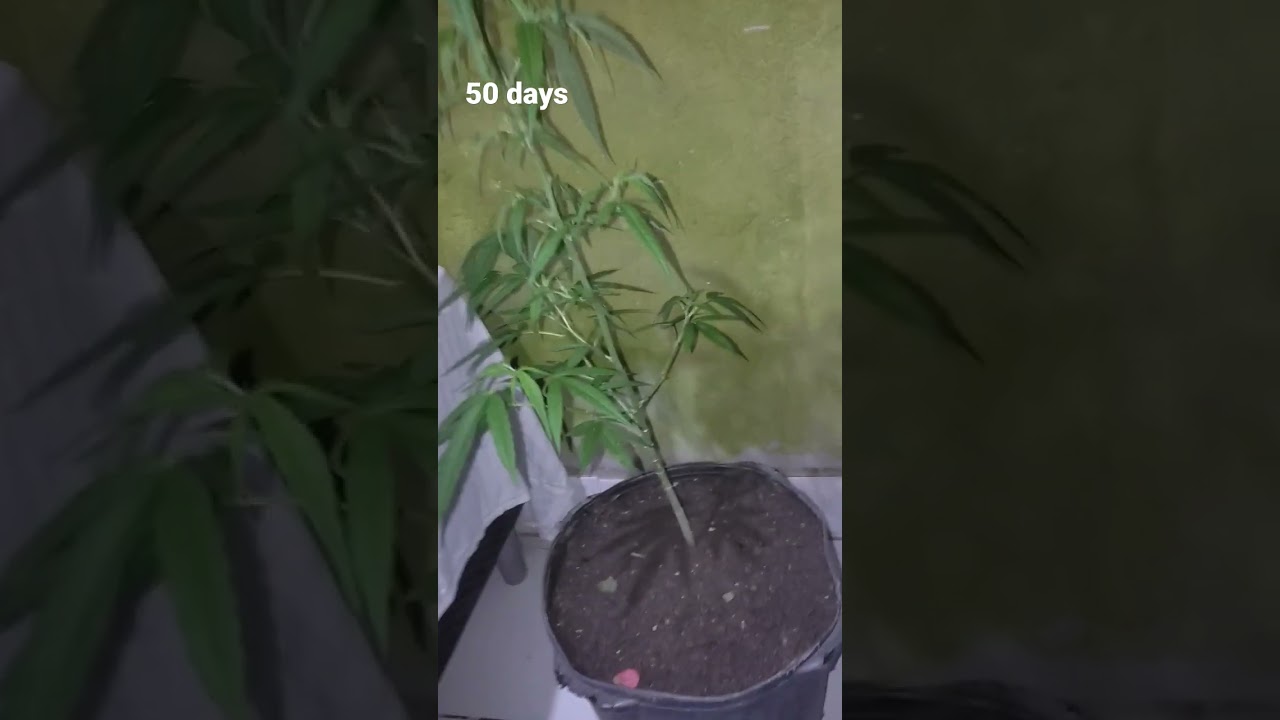 Semente de prensado com 50 dias de vegeta&ccedil;&atilde;o (f&ecirc;mea) #shorts