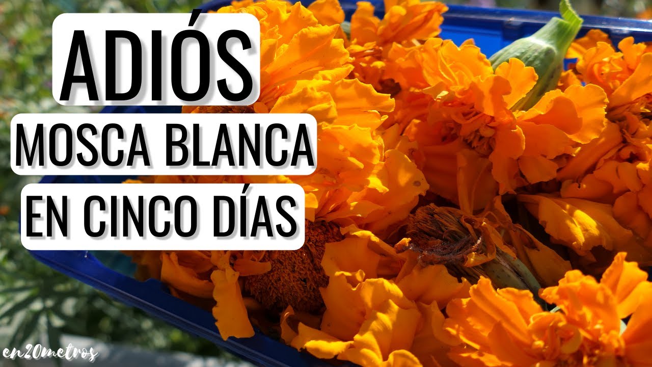 DESCUBRIERON CÓMO ELIMINAR la MOSCA BLANCA en CINCO DIAS: insecticida CASERO de flores || en20metros