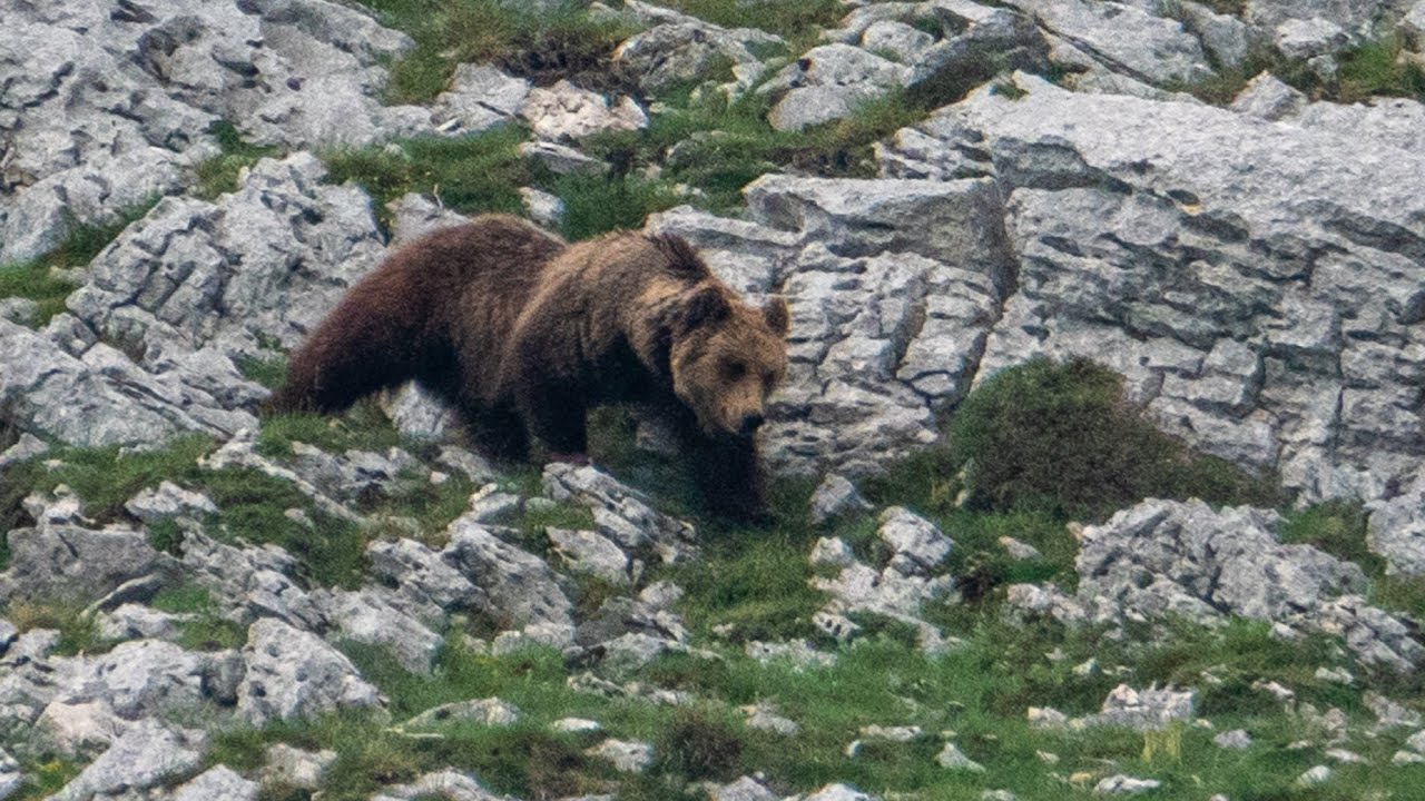 Il Nostro Secondo Orso Marsicano