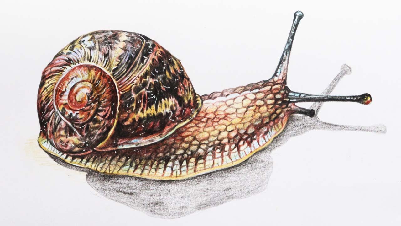 Snail Drawing in Color Pencils | How to draw a Land Snail | Gastropod