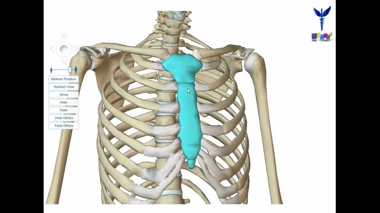 PROMED ostéologie : le sternum
