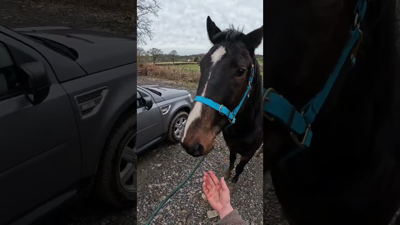 Starting training with Atlas my new baby horse #horse