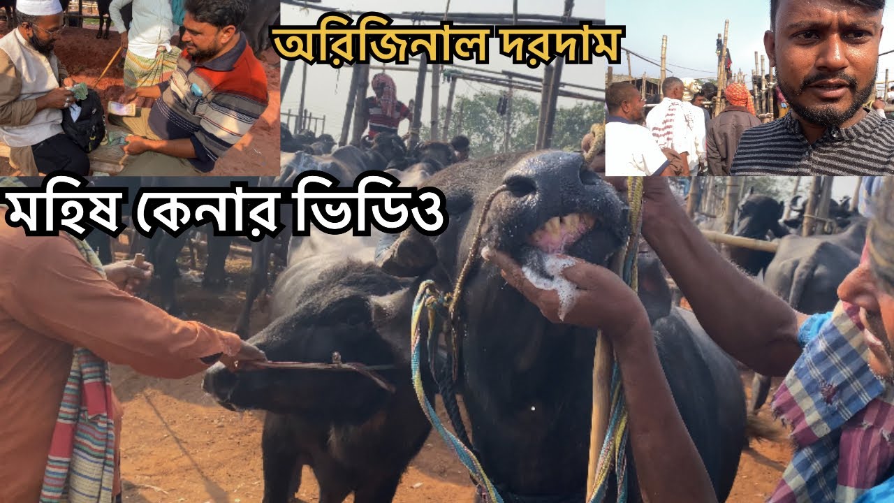 মহিষ কেনার ভিডিও অরিজিনাল দরদাম | সিটি হাট রাজশাহী 