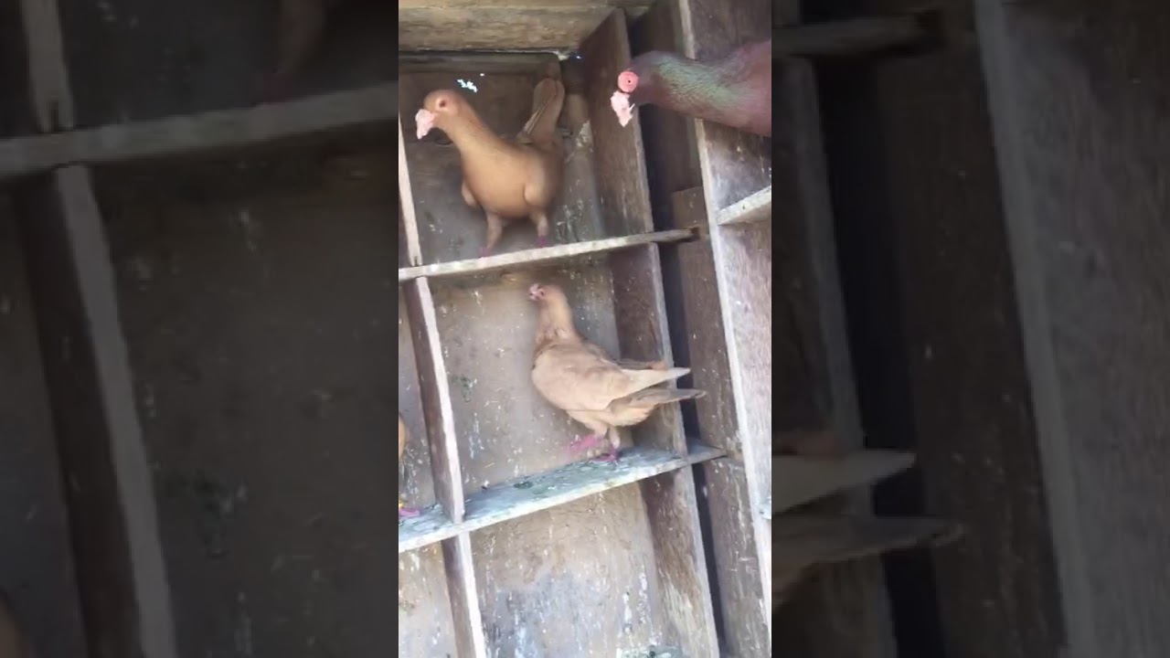 Indian kabutar patiyala lal surkhe