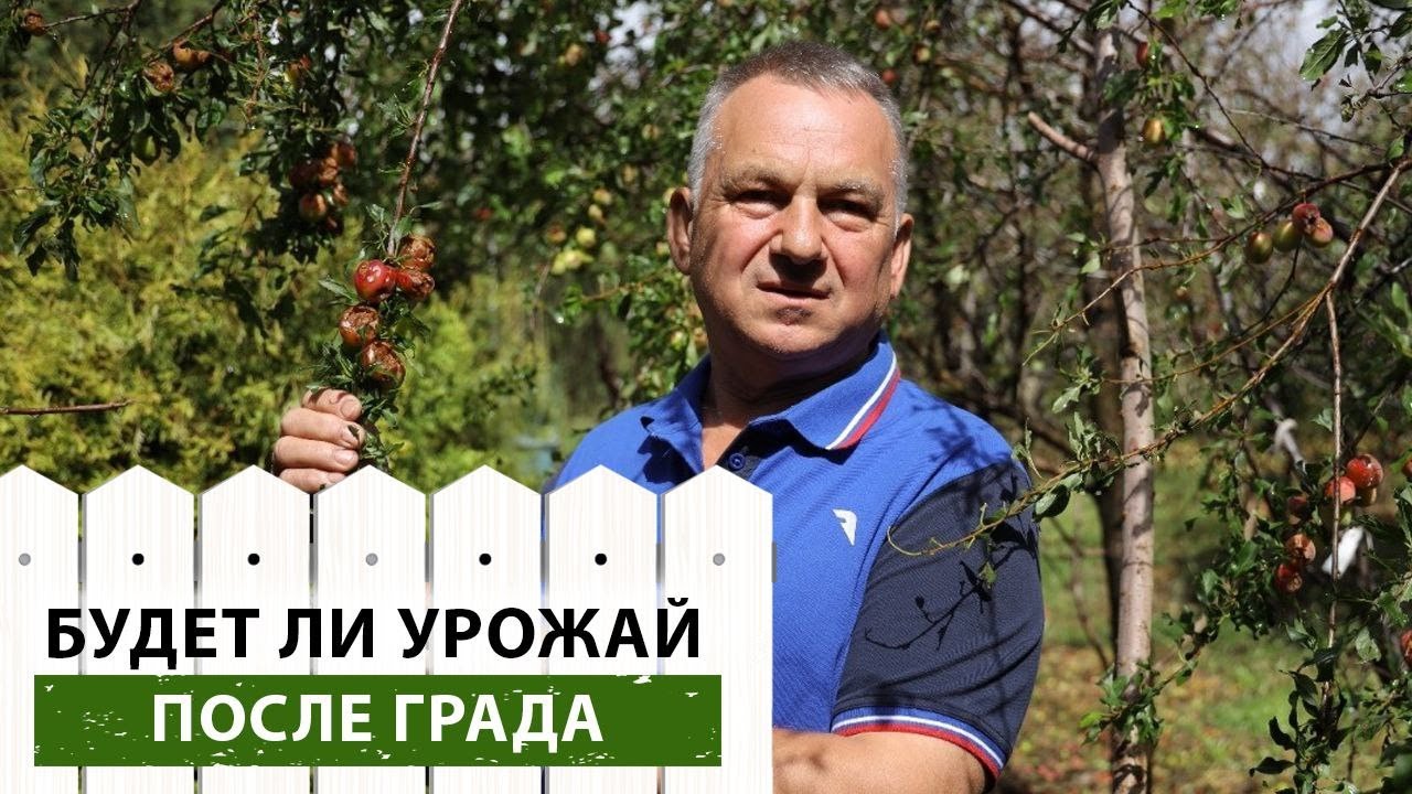 Убираем последствия града. Есть ли надежда собрать хоть какой-то урожай?