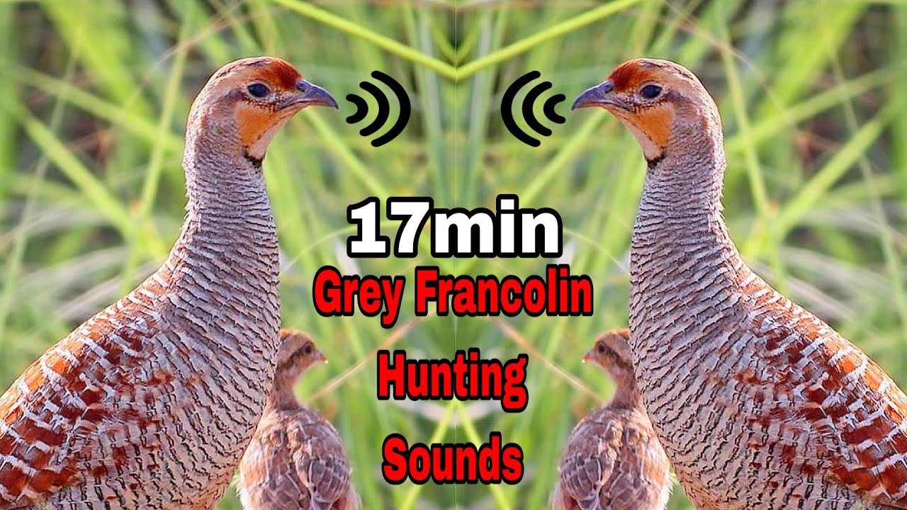 17min तीतर की आवाज़ - Teetar Ki Awaaz || Grey Francolin Hunting Sounds 17min 💕- #DKTEETARHUNTING