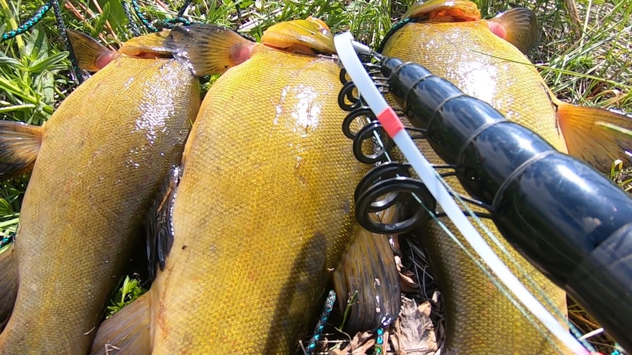 Ловля КРУПНОГО ЛИНЯ на БОКОВОЙ КИВОК! Приехал за карпом а клевали ЛИНИ-КАБАНЫ!!! Май 2022!!!