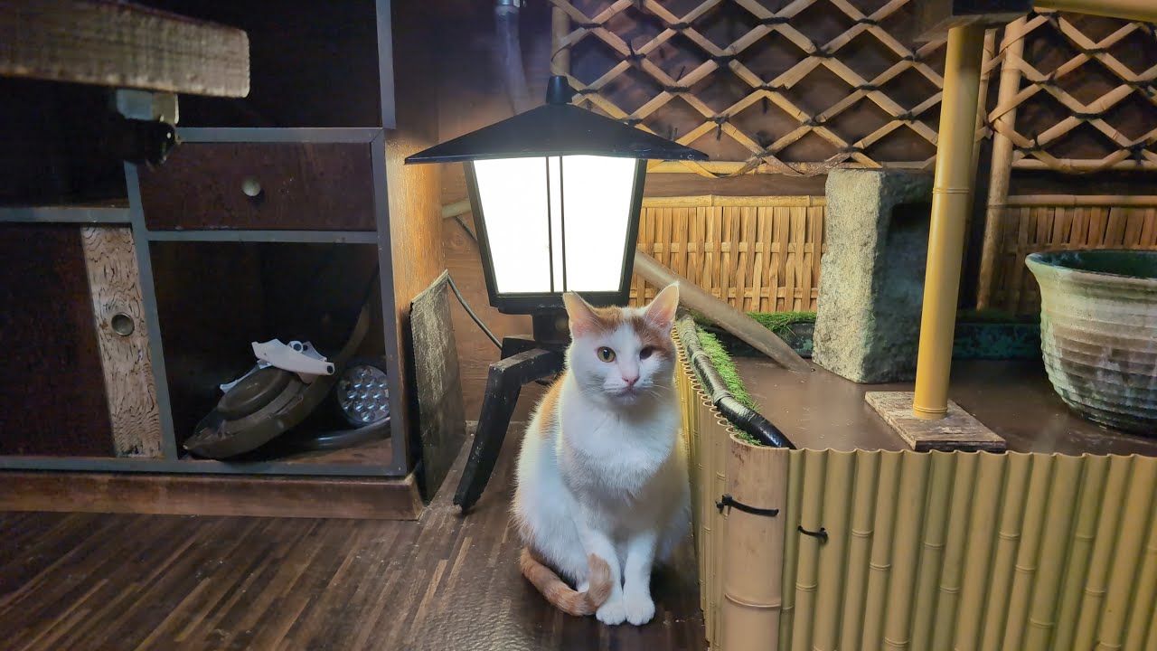 花金ライブ　オヤツを与えると1番喜ぶ子は？