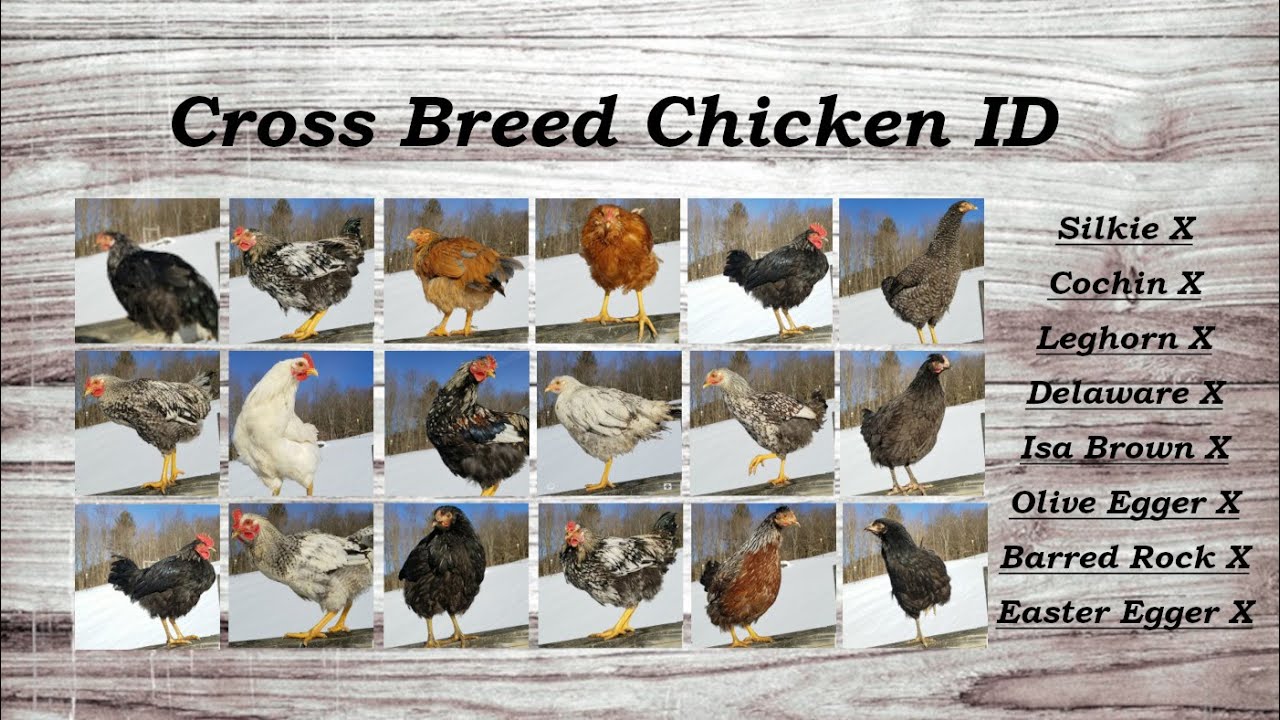 Cross Breed Chickens, Heritage Barnyard Mixes