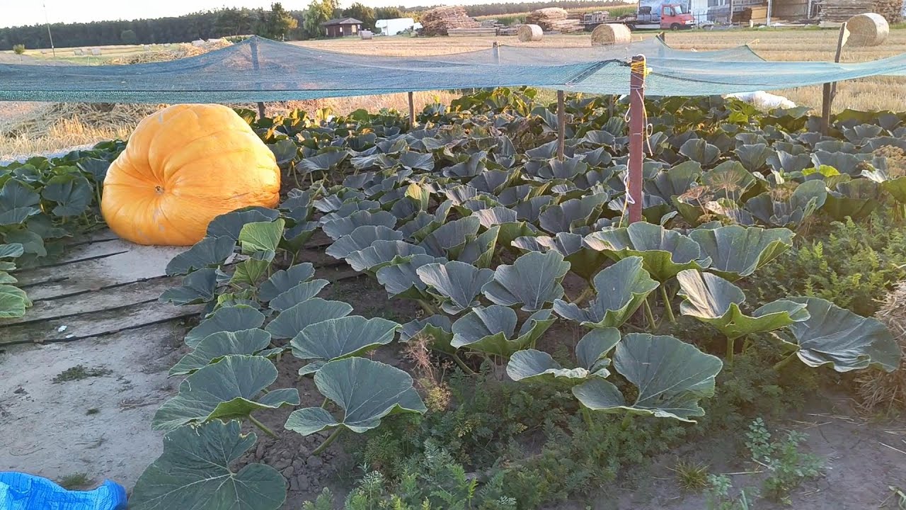 Uprawa dyni gigant część 6 ; Dynia marzenie i drobne zmartwienie