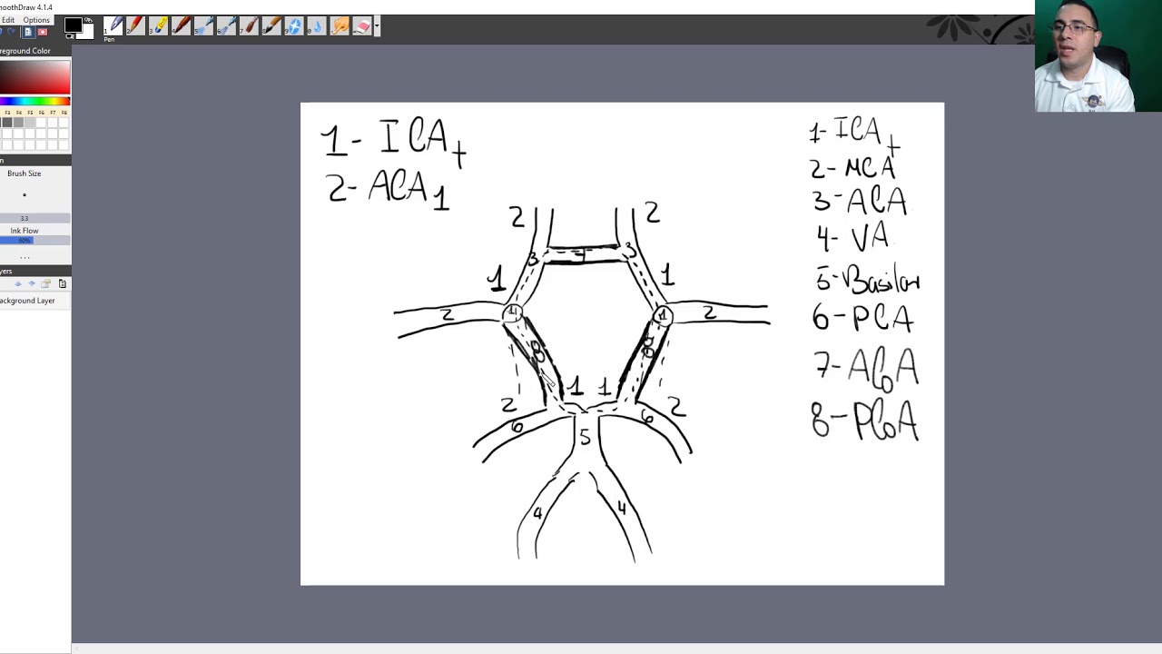 Understanding Intracranial Circulation