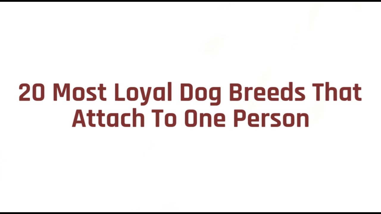 20 Loyal Dog Breeds That Attach to One Person