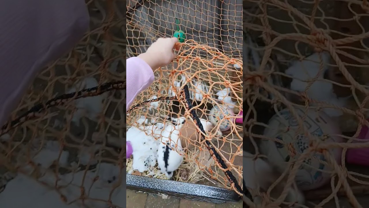 #mybunny