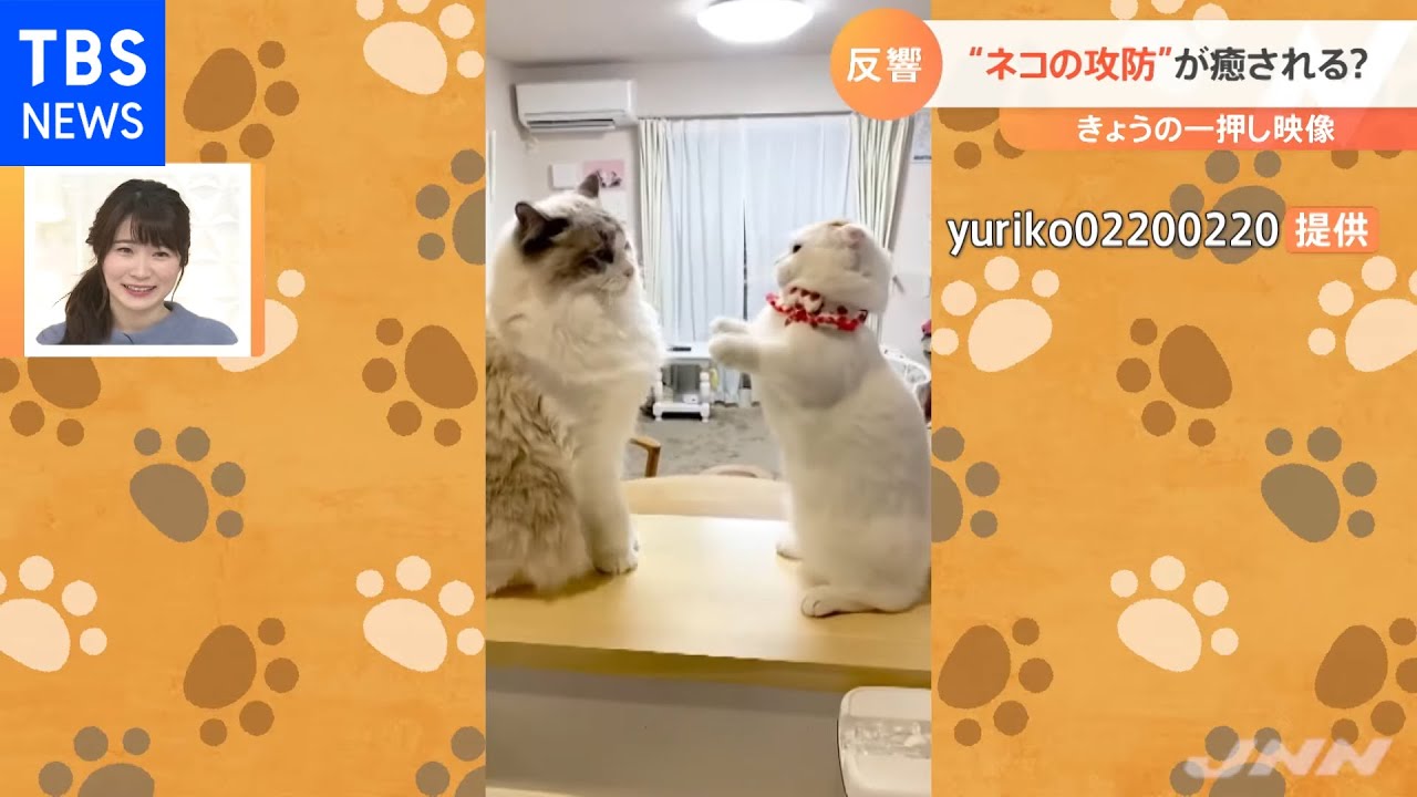 ネコの穏やかな“攻防戦”【Nスタ】