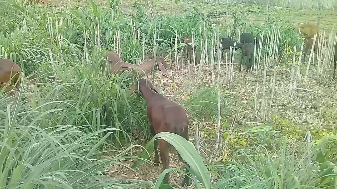 MANEJO ALIMENTAR DE OVINOS NO SEMIÁRIDO (VÍDEO 1)