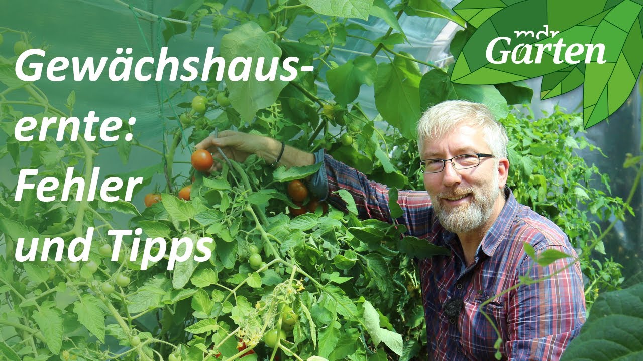 Gemüse im Gewächshaus: Was geht, was nicht? So wird die Ernte besser | MDR Garten