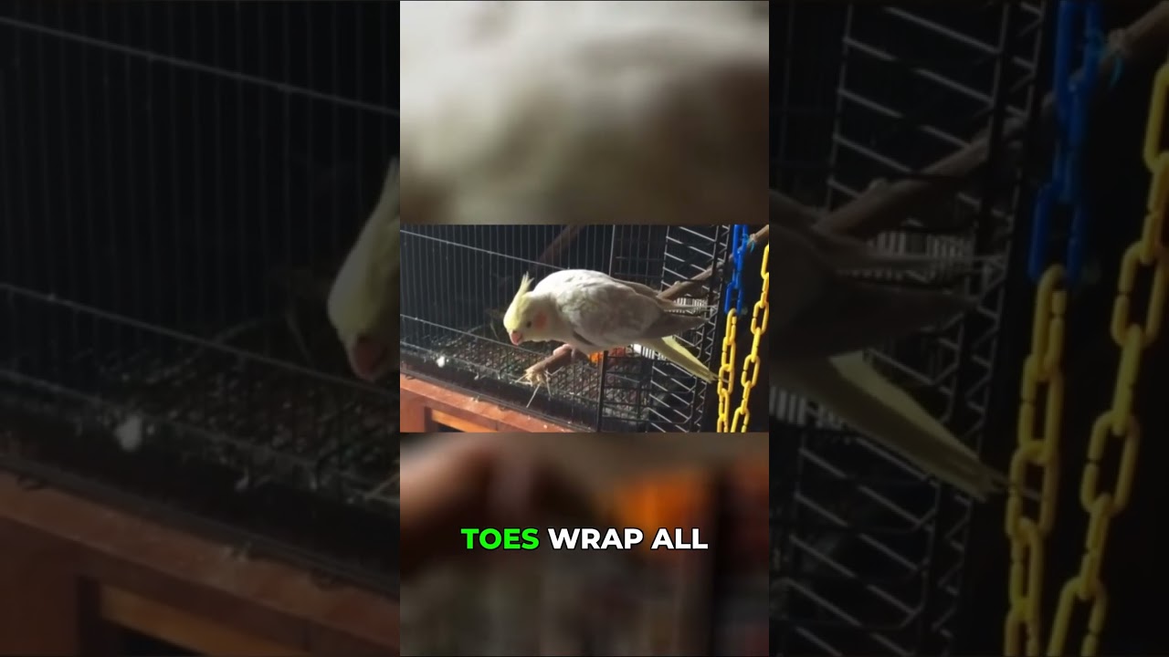 Upgrade Your Bird's Perches for Happy, Healthy Feet