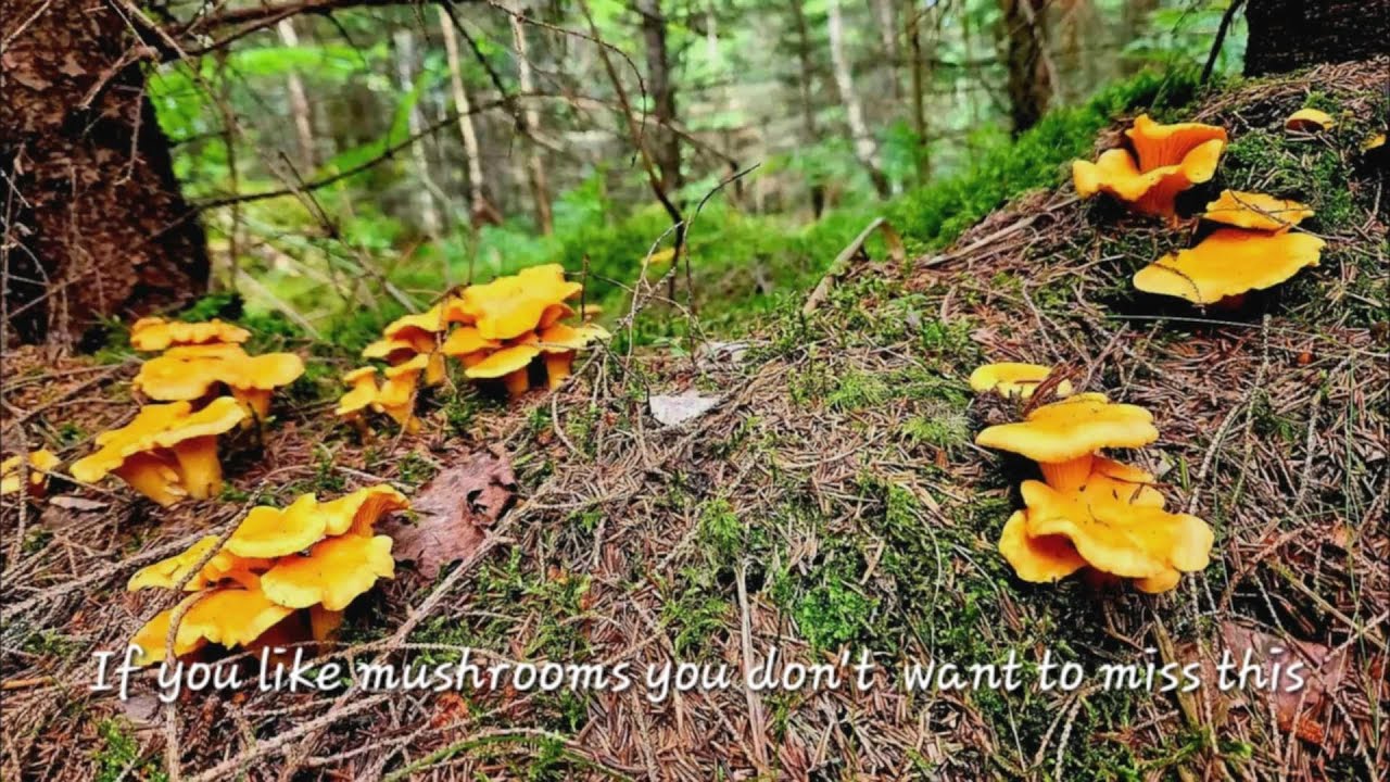 If you like mushrooms you dont want to miss this