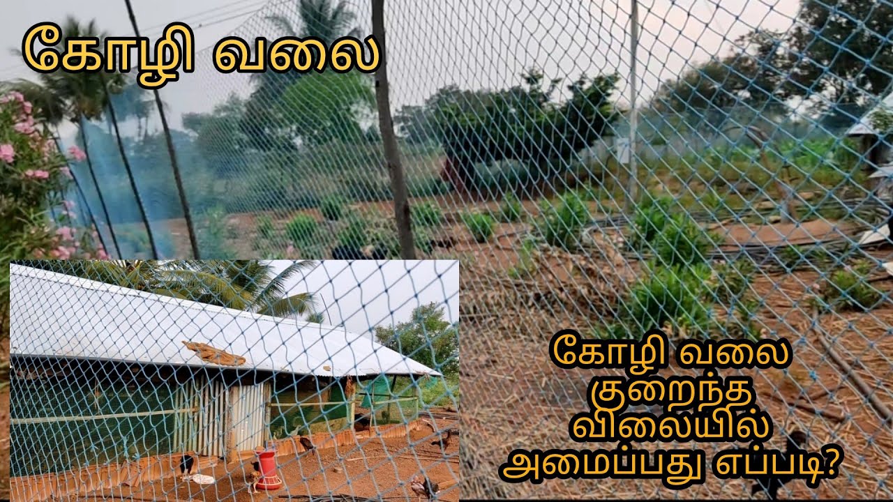 கோழிப்பண்ணைக்கு எளிதாக எப்படி தடுப்பு வலை அமைக்கலாம்/Country Chicken Poultry Farm Net Mesh