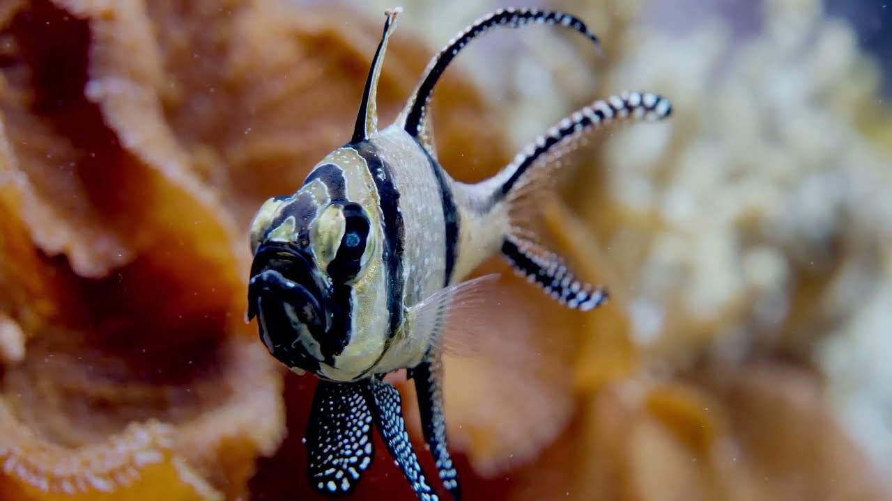 Facts: The Banggai Cardinal Fish