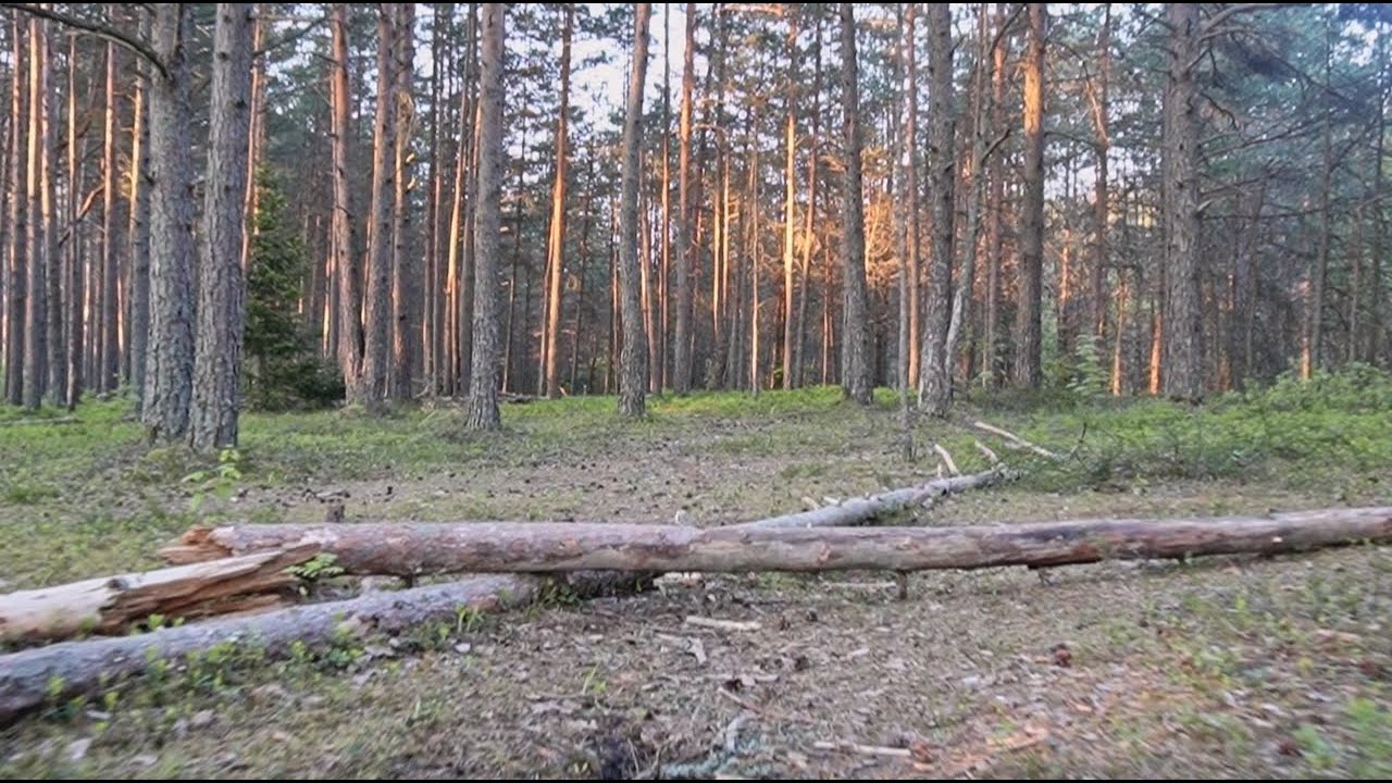 Walking in the forest in Tallinn Estonia (relaxing nature sounds for sleep and study) ASMR POV