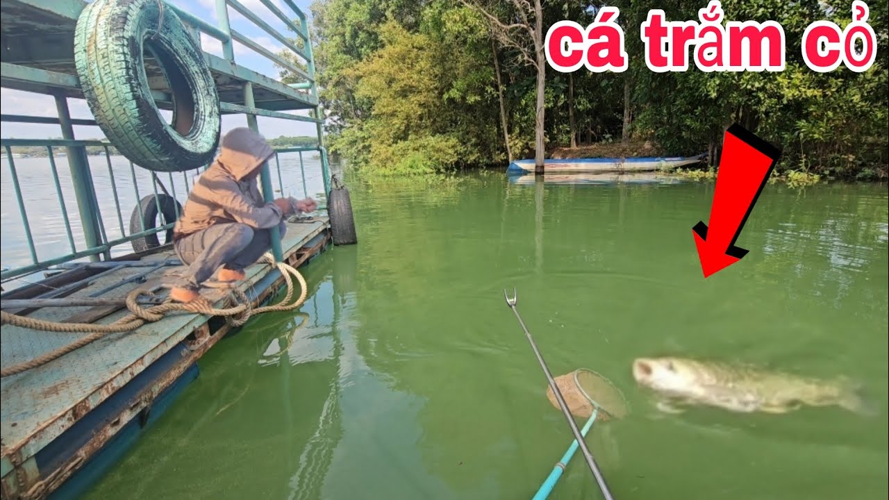 Câu đài tự nhiên săn cá rô phi ngày cuối năm chinh phục cá trắm cỏ và cá chép khủng |câu cá tự nhiên