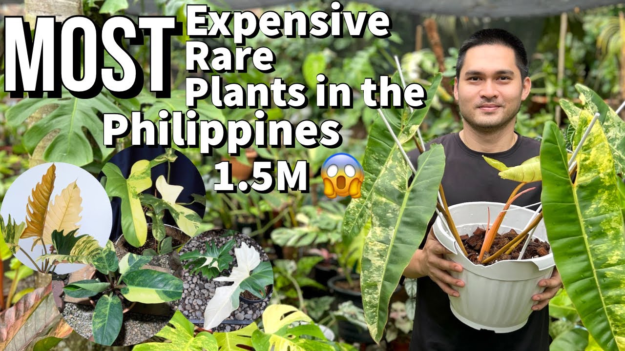 MOST EXPENSIVE PLANTS IN THE PHILIPPINES RIGHT NOW