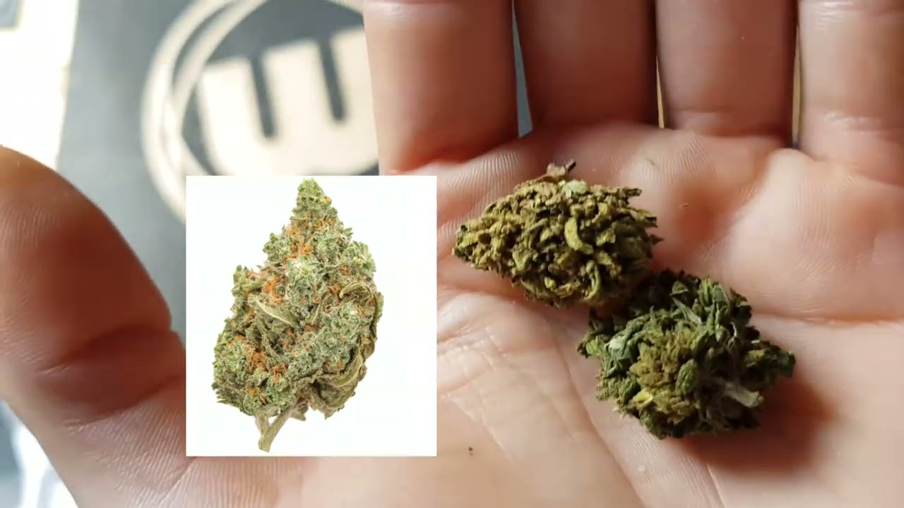 WATCH Before Buying 