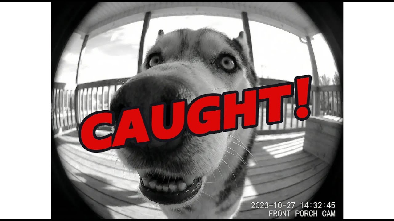What Pets Do When You're Not Home... Caught on Camera! 😱