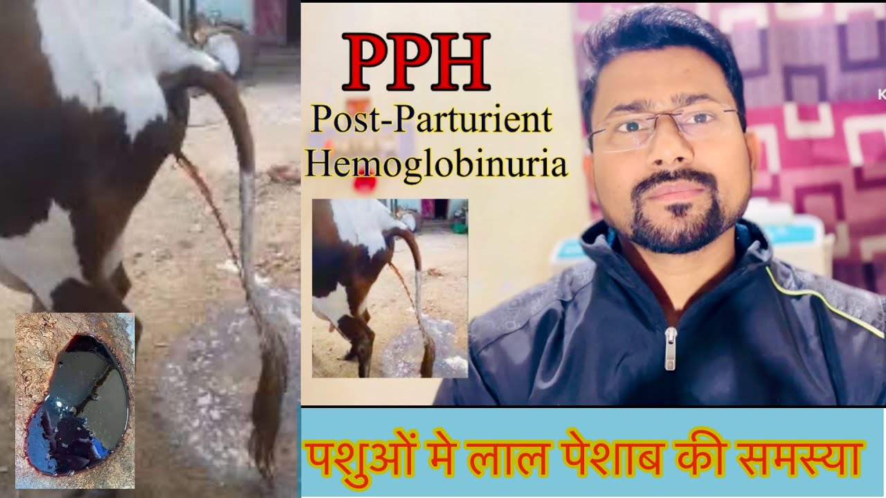 PPH (Post-Parturient Hemoglobinuria) गाय भैस मे लाल पेशाब की समस्या | Symptoms & Treatment|