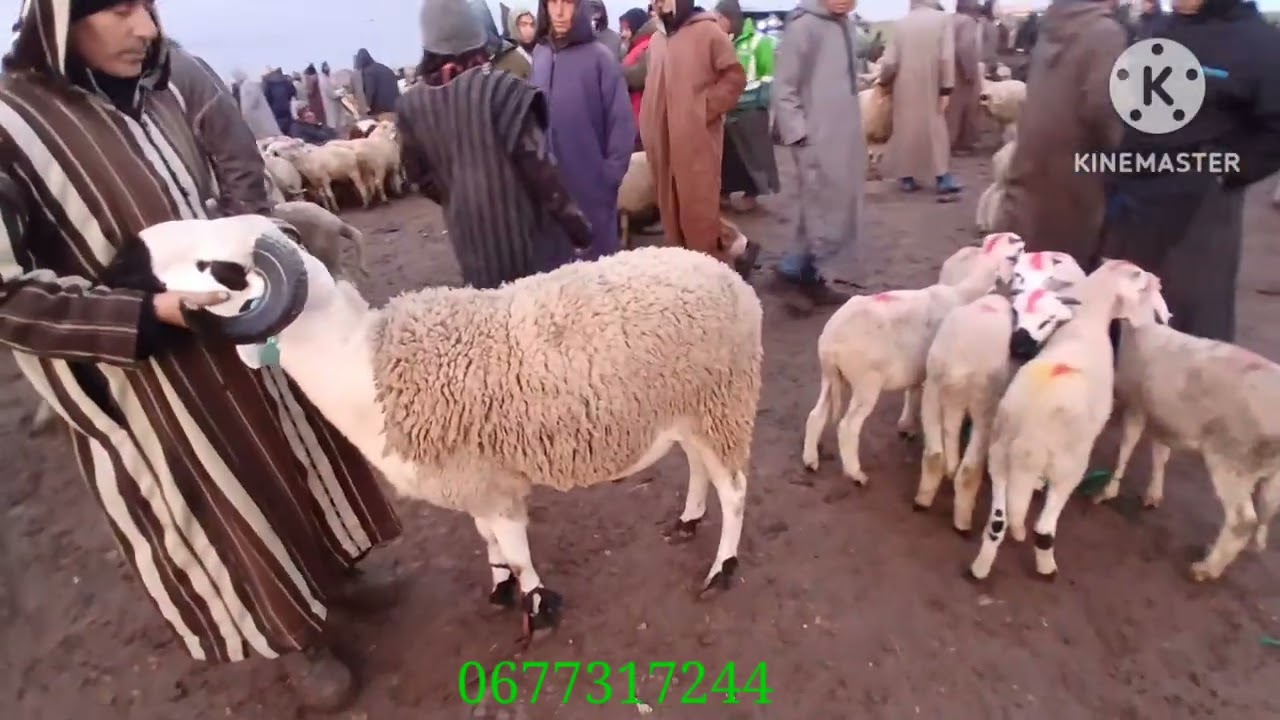 استمرار ارتفاع اثمنة أصبح ثمن مثل السنة الماضية فبل إلغاء العيد .من سوق الثلاثاء بن جرير 