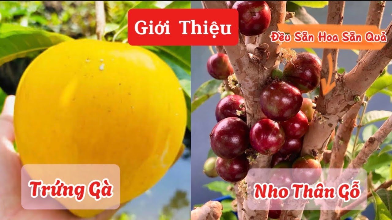 28/12 Giới Thiệu Cây Trứng Gà Thái Tứ Quý Và Cây Nho Thân Gỗ 12 Vụ - Sẵn Hoa Sẵn Quả ☎️0968.750.386