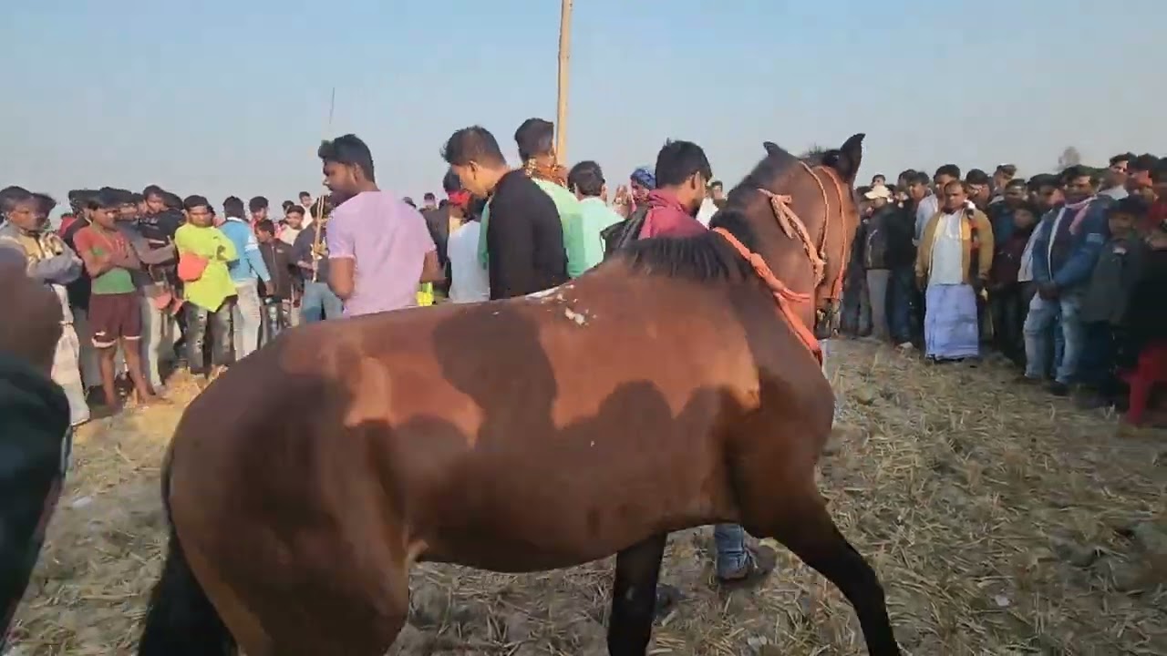 🐎ধোসা নারেন তলী ঘোড়া দৌড়ে রেস #viral #horse #funny 