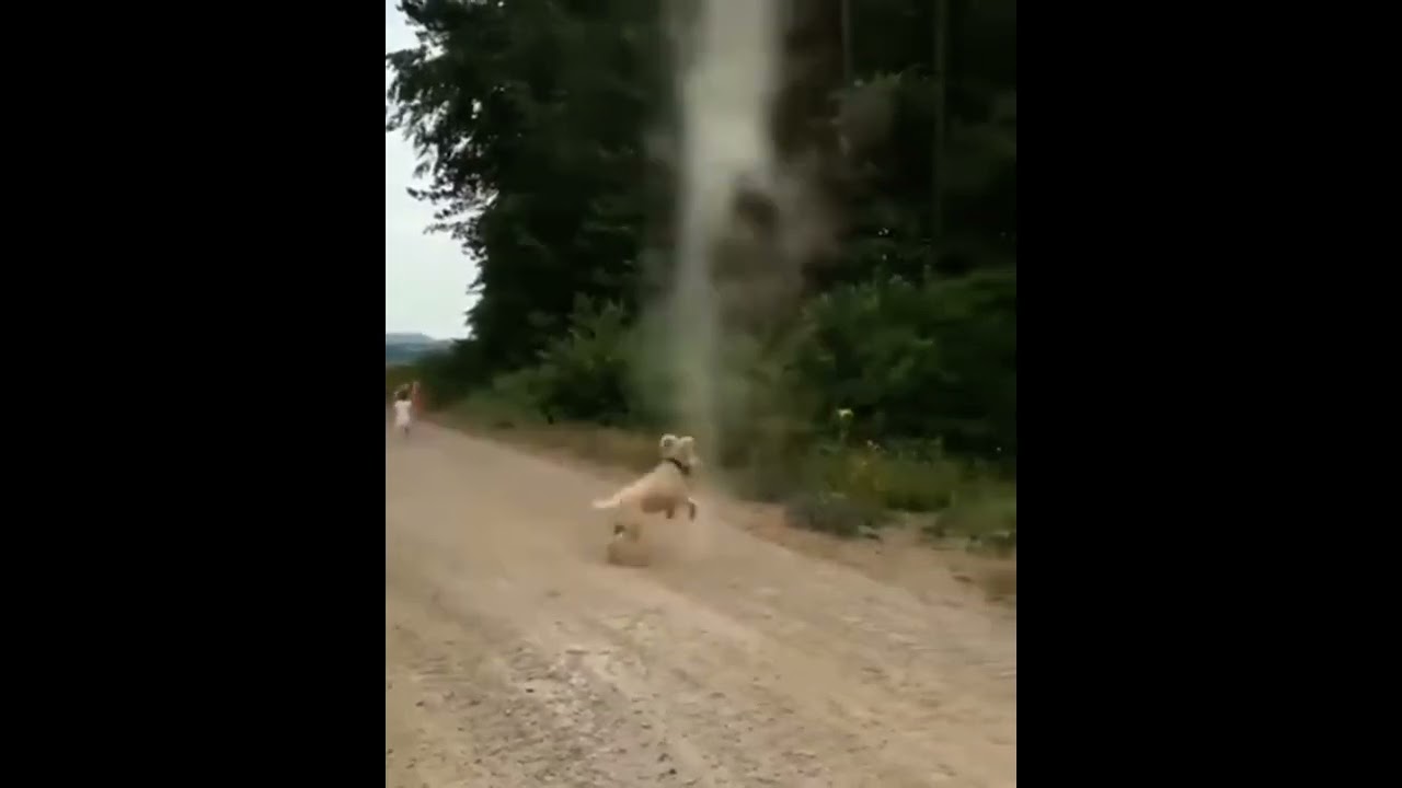 Dog Stops Tornado From Forming!