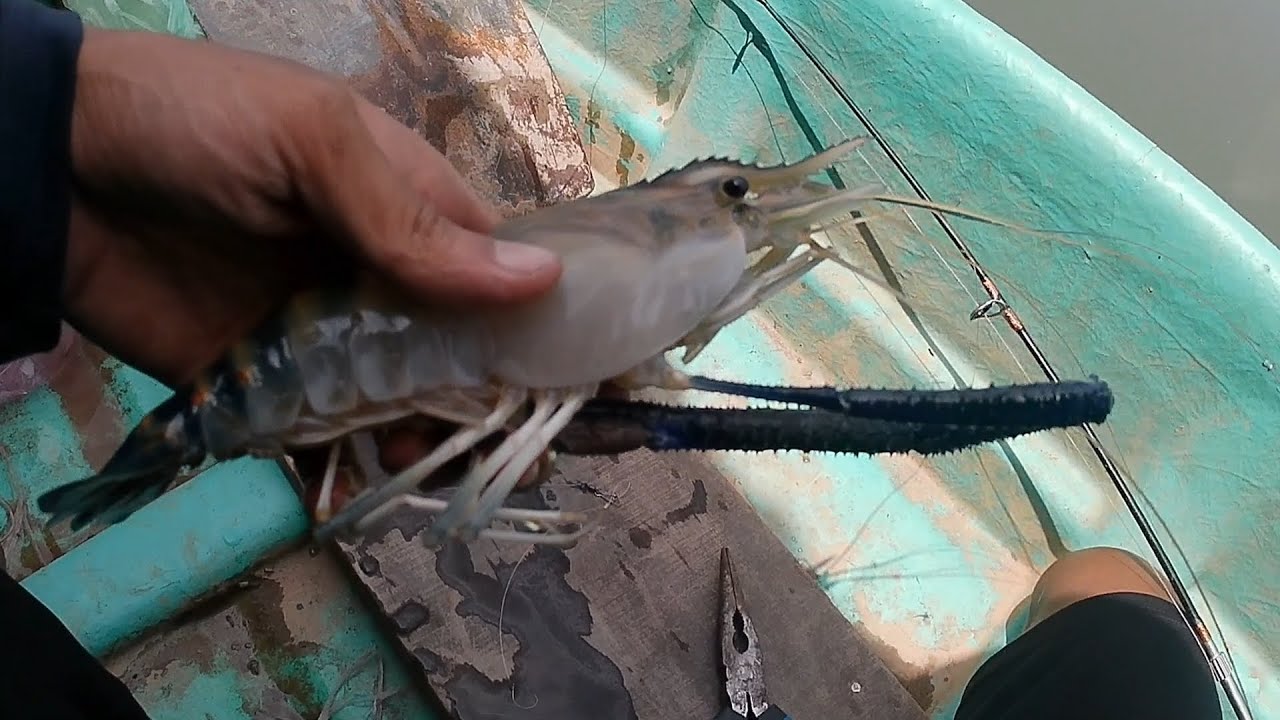 Một chuyến đi câu tôm cuối mùa. #fishing #cautom #tômcàngxanh 
