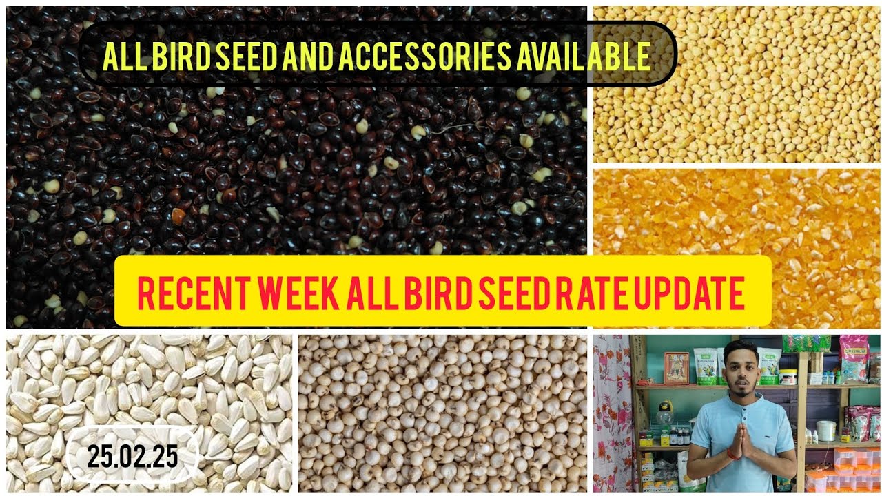 Recent week all types of bird seeds ।। pigeon seeds rate update ।। Kolkata ।। Taherpur ।।