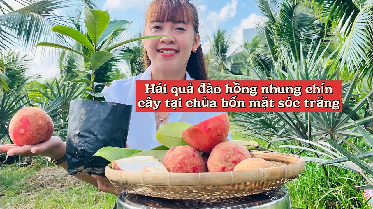 Hái trái đào hồng nhung chín cây tại chùa bốn mặt sóc trăng 