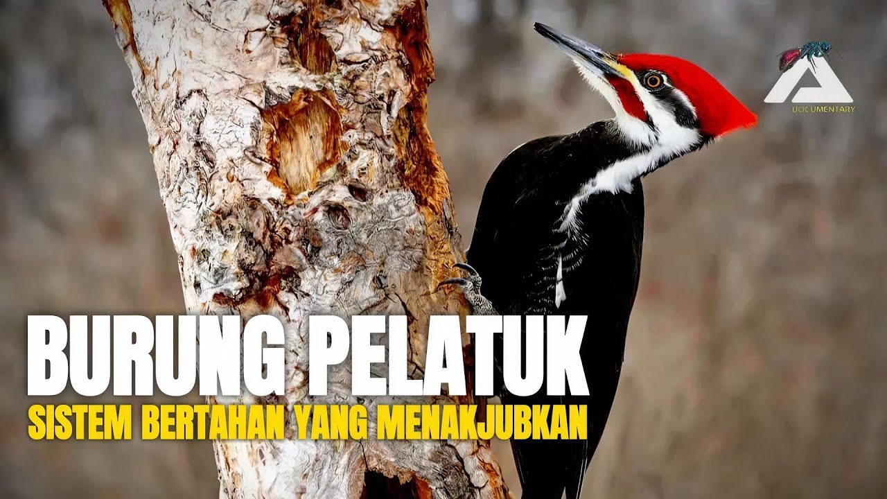BURUNG PELATUK: BENTURAN EKSTREM TANPA CEDERA OTAK