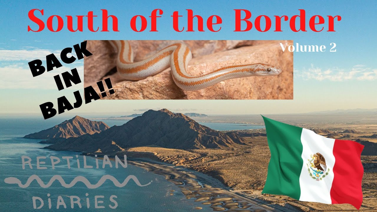 We're going after some reptiles of Baja California! Coleonyx, Lichanura!