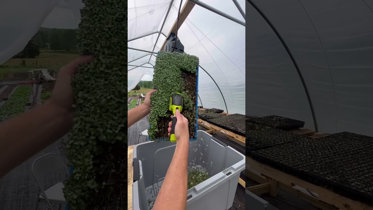 Harvesting microgreens with this handy mini hedge trimmer. Way faster and more efficient